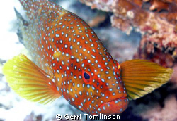 Coral Grouper taken on Fihalhohi House Reef, Maldives by Gerri Tomlinson 